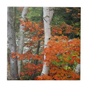 fall birch trees ceramic tile
