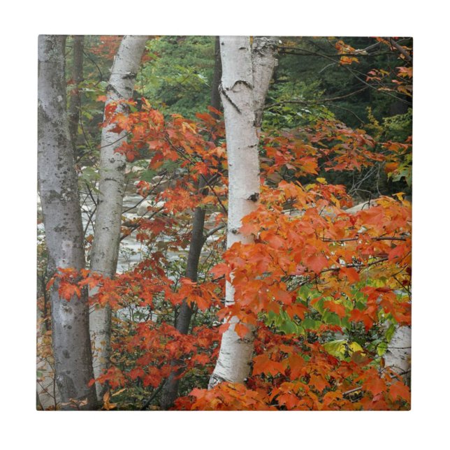 fall birch trees ceramic tile (Front)