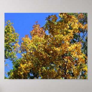 Fall Canopy, Massanutten Poster