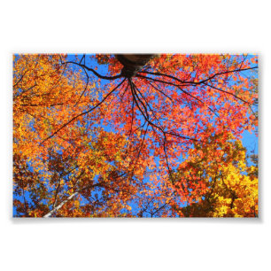 Fall Canopy Photo Print
