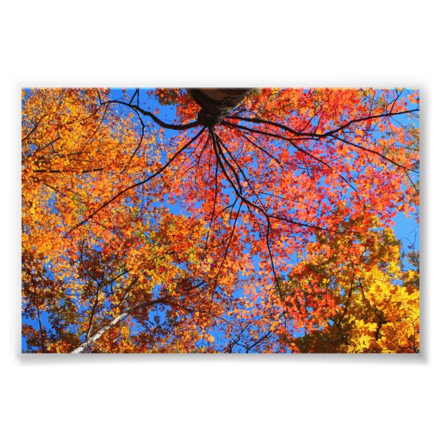 Fall Canopy Photo Print (Front)