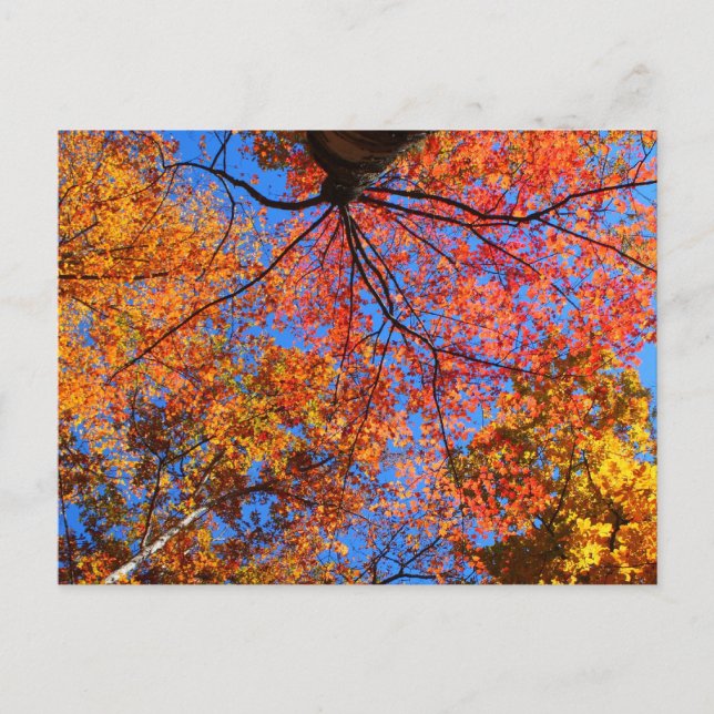 Fall Canopy Postcard (Front)