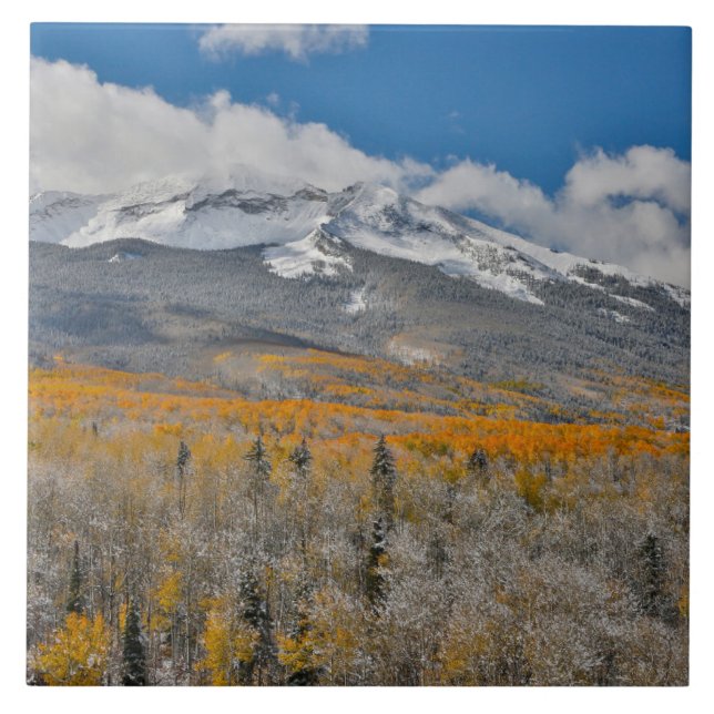 Fall Colors Aspens &  | Rocky Mountains, Colorado Ceramic Tile (Front)