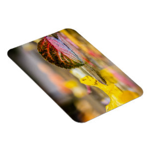 Fall colors magnet