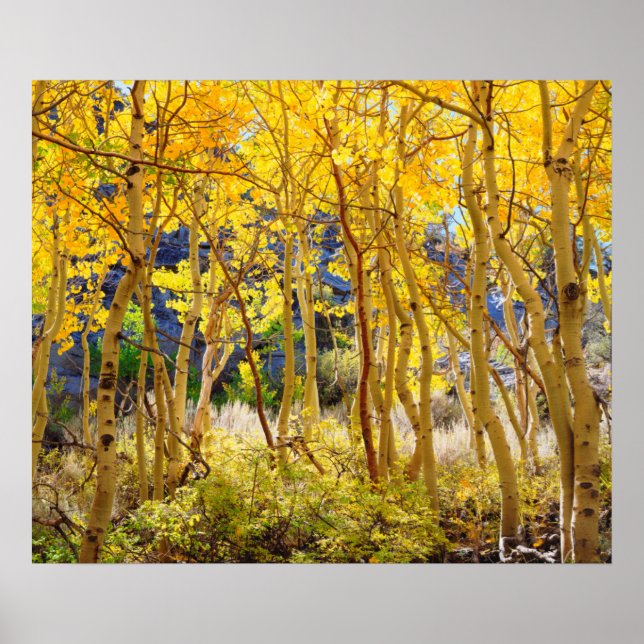 Fall colors of Aspen trees 3 Poster (Front)