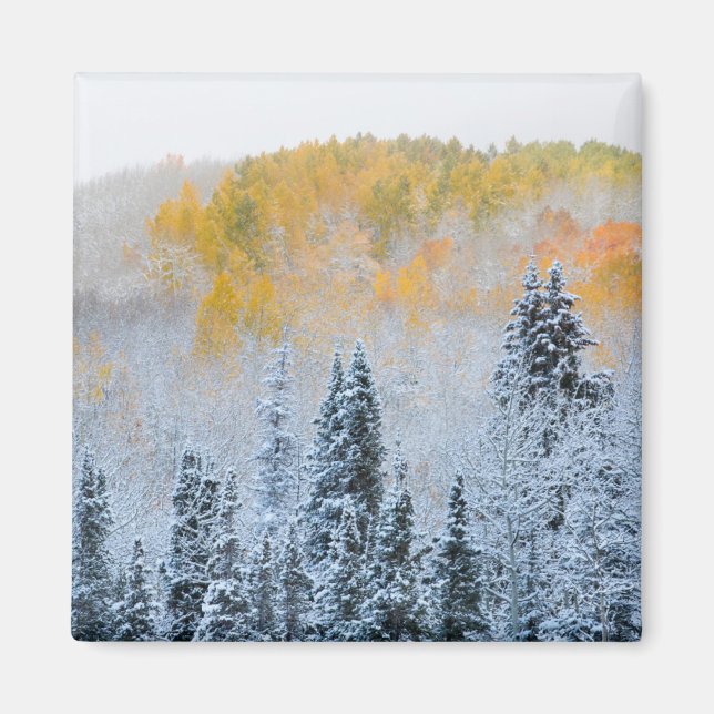 Fall Colors of Aspens & Fresh Snow Keebler Pass Magnet (Front)