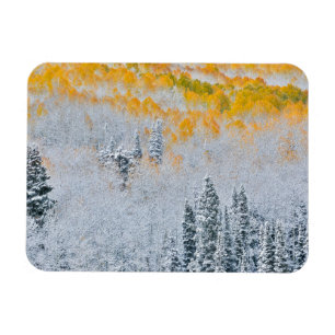 Fall Colors of Aspens   Rocky Mountains, Colorado Magnet