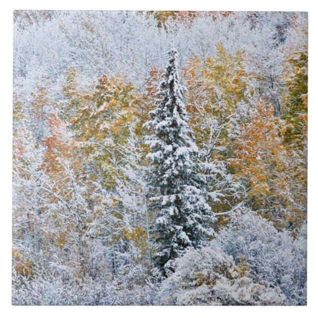 Fall Colors of Aspens & Snow Keebler Pass Ceramic Tile (Front)