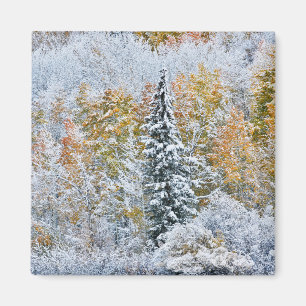 Fall Colors of Aspens & Snow Keebler Pass Magnet