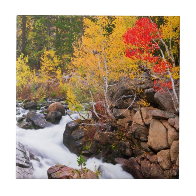 Fall colour along Bishop Creek, CA Ceramic Tile (Front)