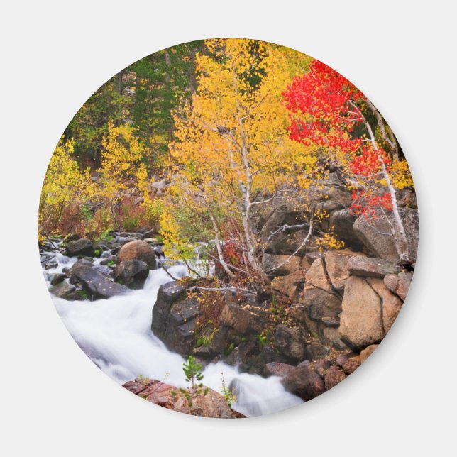 Fall colour along Bishop Creek, CA Magnet (Front)