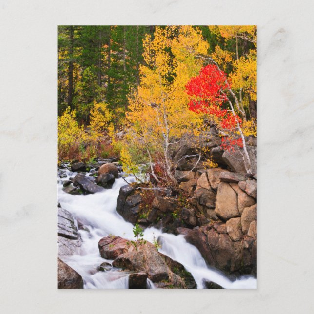 Fall colour along Bishop Creek, CA Postcard (Front)
