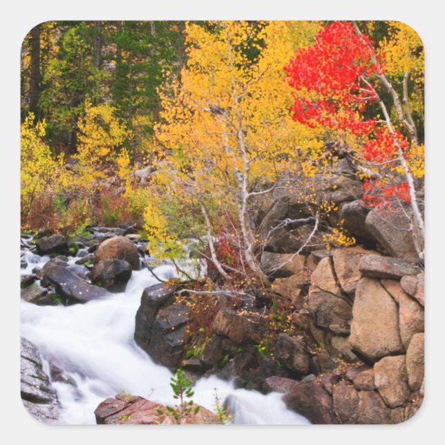 Fall colour along Bishop Creek, CA Square Sticker (Front)