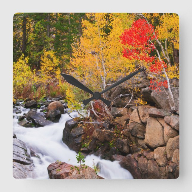 Fall colour along Bishop Creek, CA Square Wall Clock (Front)
