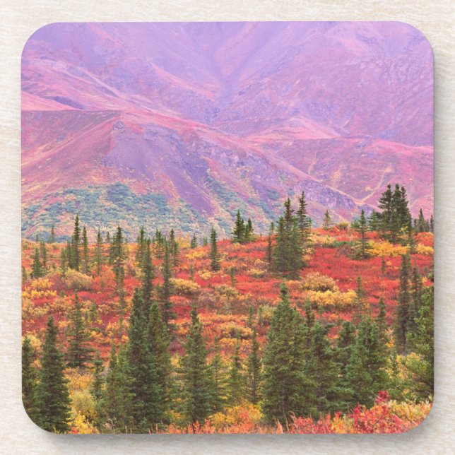 Fall colour in Denali National Park Coaster (Front)