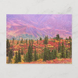 Fall colour in Denali National Park Postcard