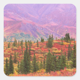Fall colour in Denali National Park Square Sticker