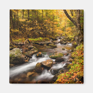 Fall Colour Jefferson Brook   White Mountains Magnet