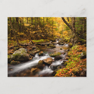 Fall Colour Jefferson Brook   White Mountains Postcard