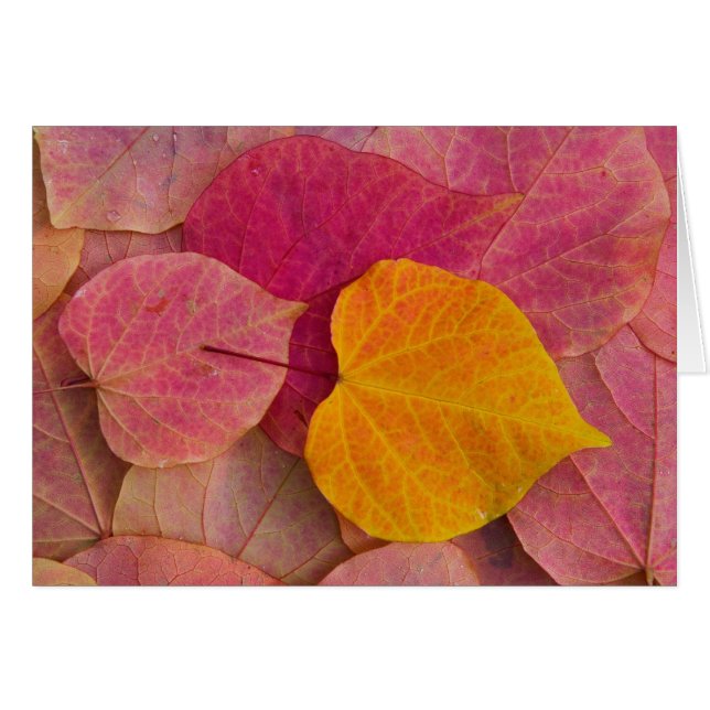 Fall colour on Forest Pansy Redbud fallen (Front Horizontal)