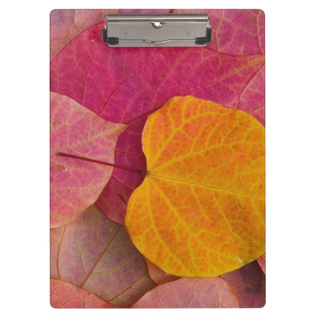 Fall colour on Forest Pansy Redbud fallen Clipboard (Front)