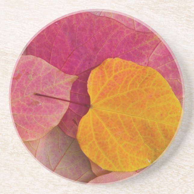 Fall colour on Forest Pansy Redbud fallen Coaster (Front)