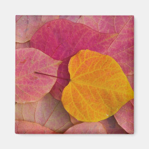 Fall colour on Forest Pansy Redbud fallen Magnet
