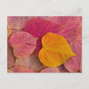 Fall colour on Forest Pansy Redbud fallen Postcard