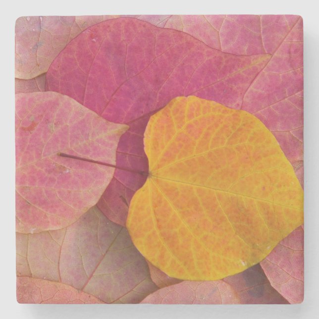 Fall colour on Forest Pansy Redbud fallen Stone Coaster (Front)