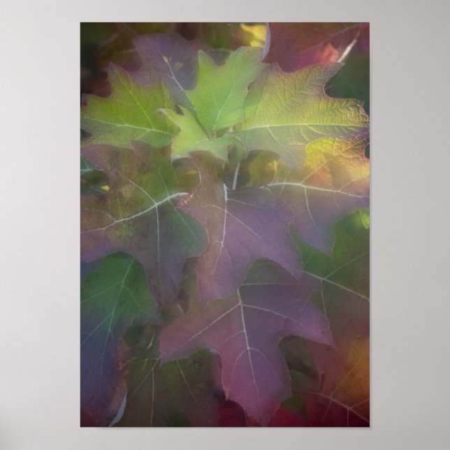 Fall Coloured Oak Leaf Hydrangea Poster (Front)
