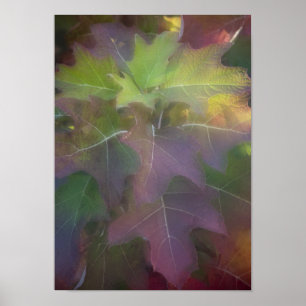 Fall Coloured Oak Leaf Hydrangea Poster