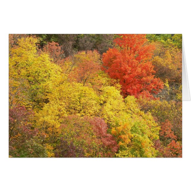Fall colours (Front Horizontal)