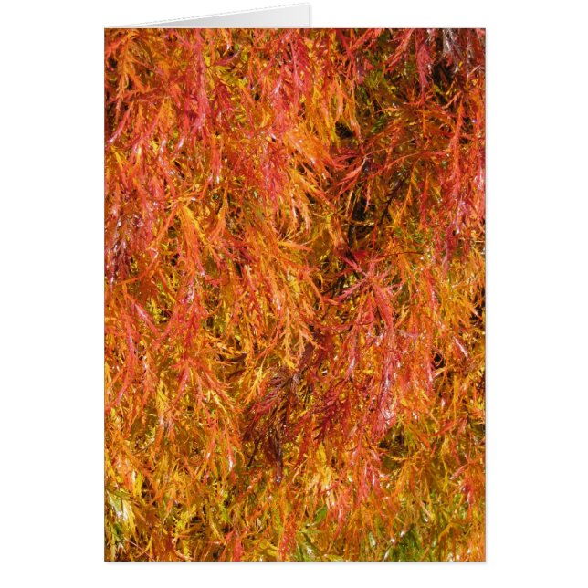 Fall Colours (Front)