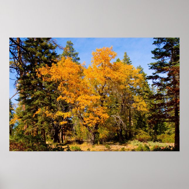 Fall Colours 5 Poster (Front)