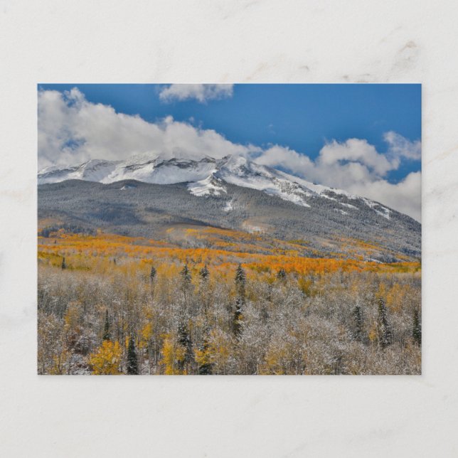 Fall Colours Aspens &  | Rocky Mountains, Colorado Postcard (Front)