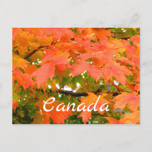 Fall Colours Autumn Leaves Sugar Maple Tree Canada Postcard