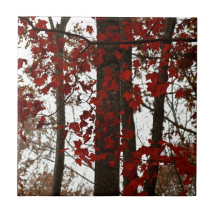 Fall Colours Autumn Trees   Canadian Maple Leaves Tile
