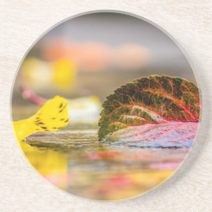 Fall colours coaster
