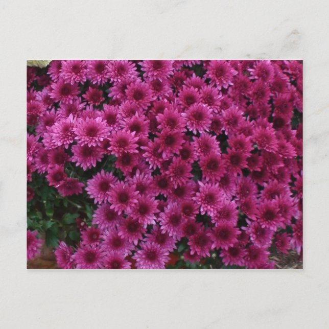 Fall Colours From Oak Park Il. Postcard (Front)