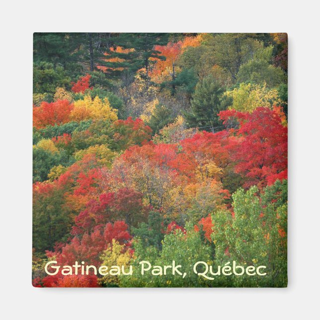 Fall colours in Gatineau Park Magnet (Front)