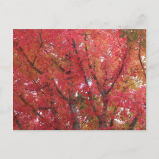 Fall Colours in Napa, California Postcard