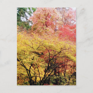 Fall Colours in Seattle Postcard