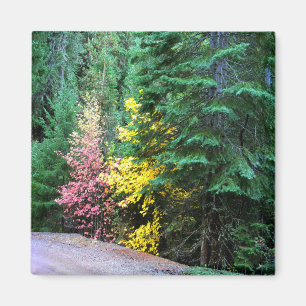Fall colours in the mountains.... magnet