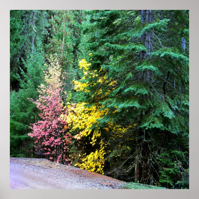 Fall colours in the mountains.... poster (Front)