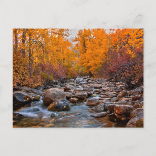 Fall Colours in the Ruby Mountains Postcard