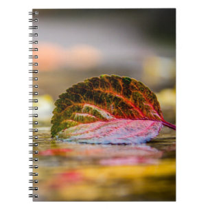 Fall colours notebook