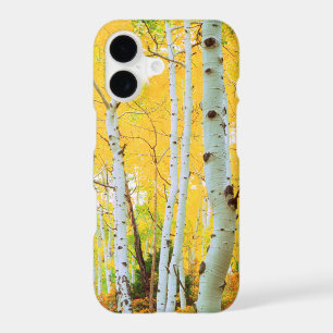 Fall colours of Aspen trees 1