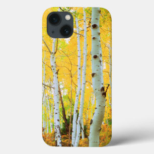 Fall colours of Aspen trees 1 iPhone 13 Case