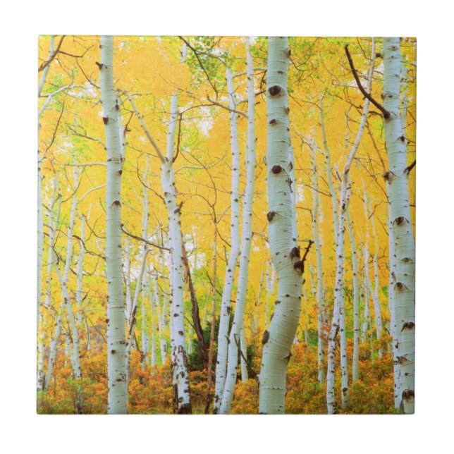 Fall colours of Aspen trees 1 Ceramic Tile (Front)