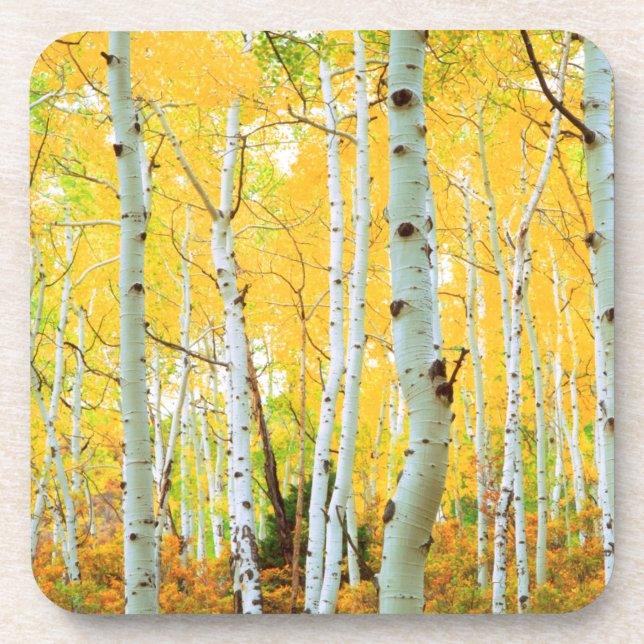 Fall colours of Aspen trees 1 Coaster (Front)